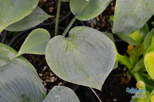 Hosta - Bullet Proof, 1 Pack
