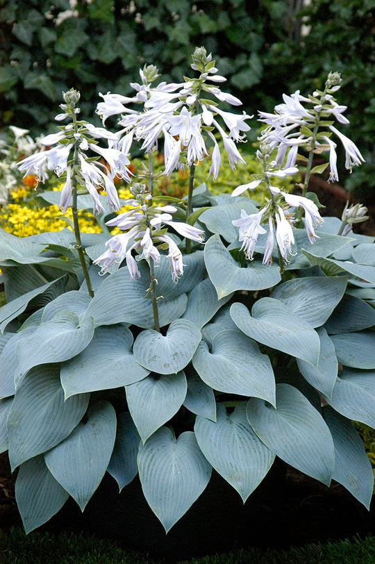 Hosta - Bullet Proof, 1 Pack