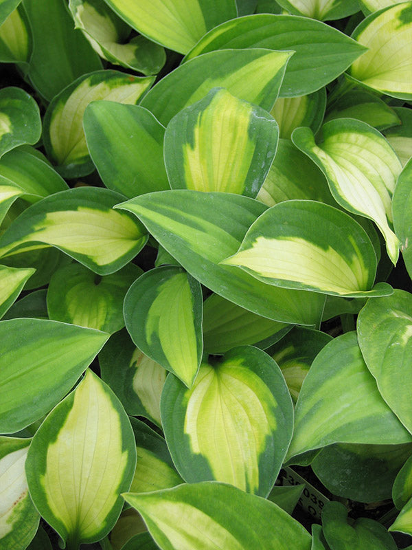 Hosta - Captain Kirk, 1 Pack