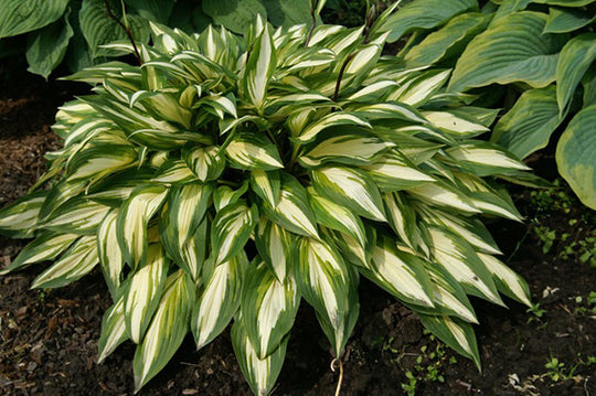 Hosta - Cherry Berry, 1 Pack