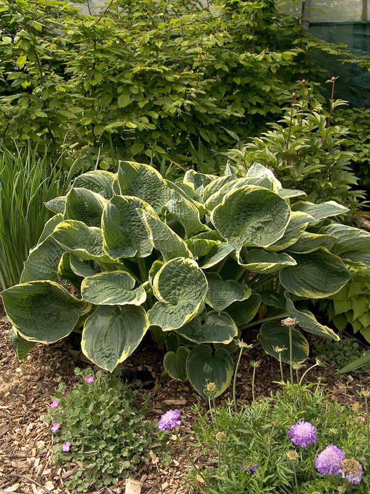 Hosta - Christmas Tree, 1 Pack