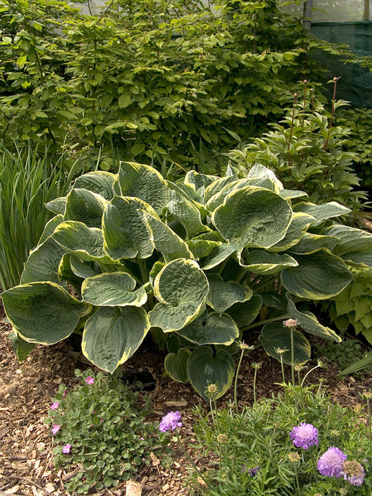 Hosta - Christmas Tree, 1 Pack
