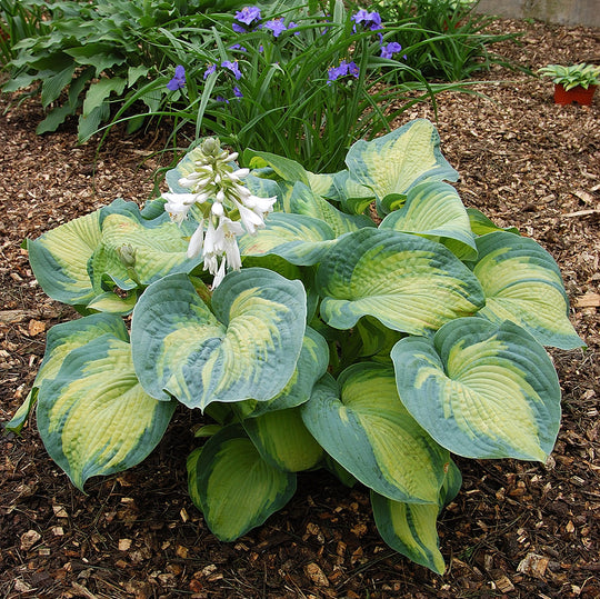 Hosta - Colour Glory, 1 Pack