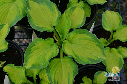 Hosta - Colour Glory, 1 Pack