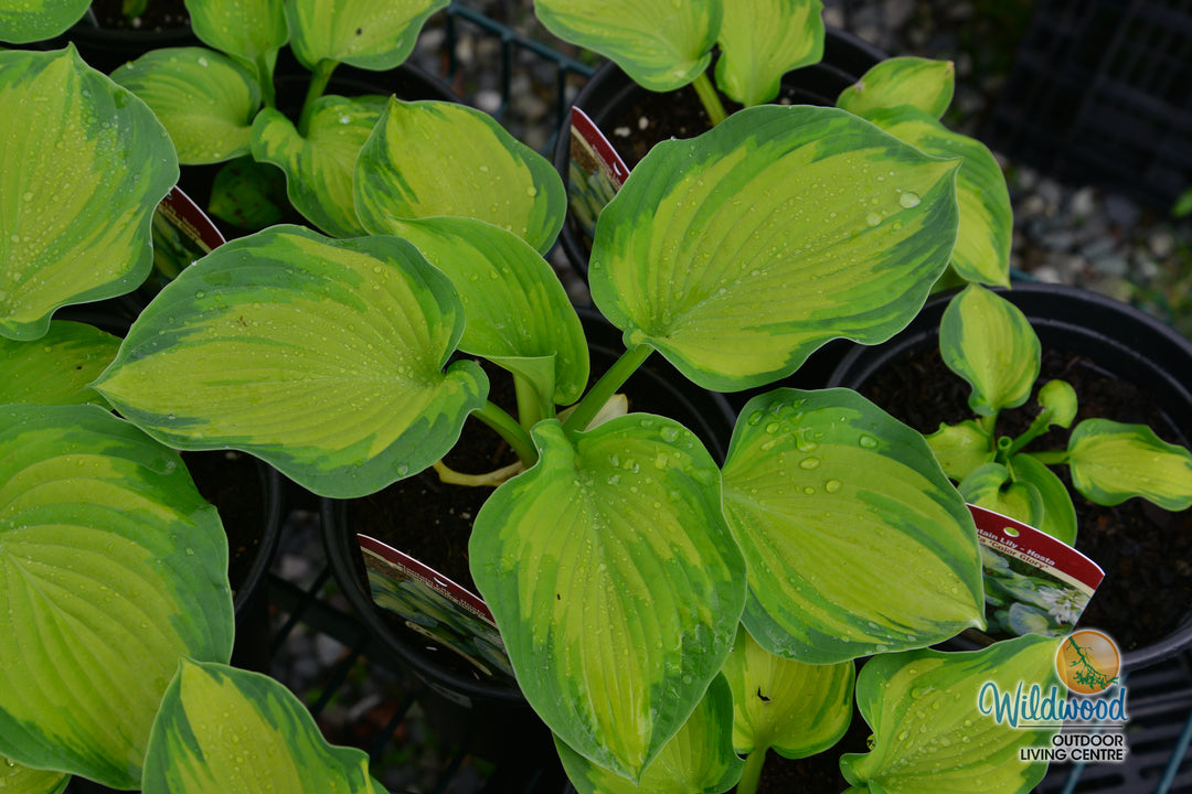Hosta - Colour Glory, 1 Pack