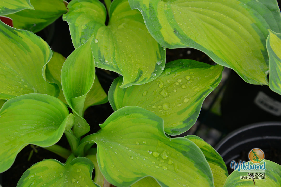 Hosta - Colour Glory, 1 Pack