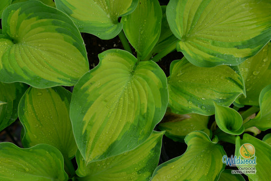 Hosta - Colour Glory, 1 Pack