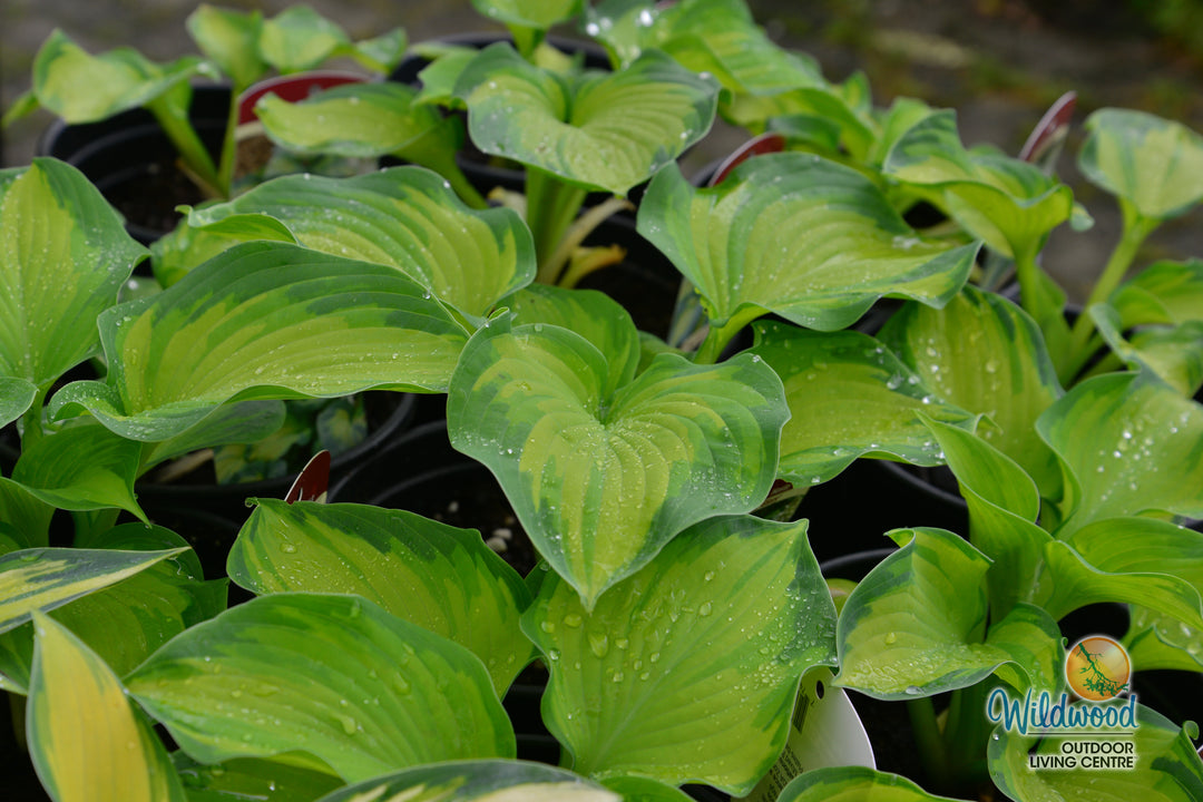 Hosta - Colour Glory, 1 Pack