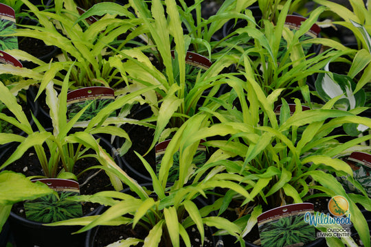 Hosta - Curly Fries, 1 Pack