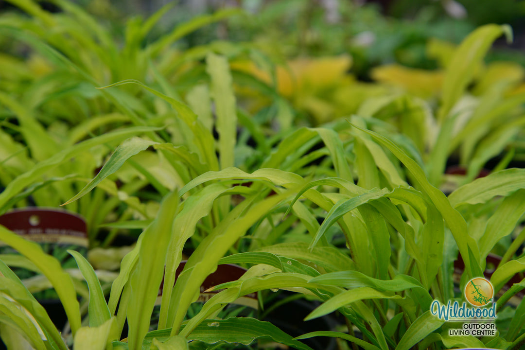 Hosta - Curly Fries, 1 Pack