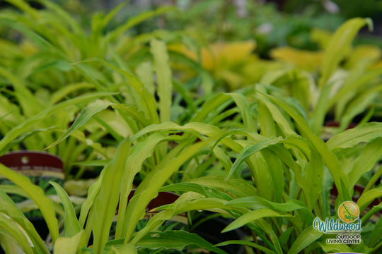 Hosta - Curly Fries, 1 Pack