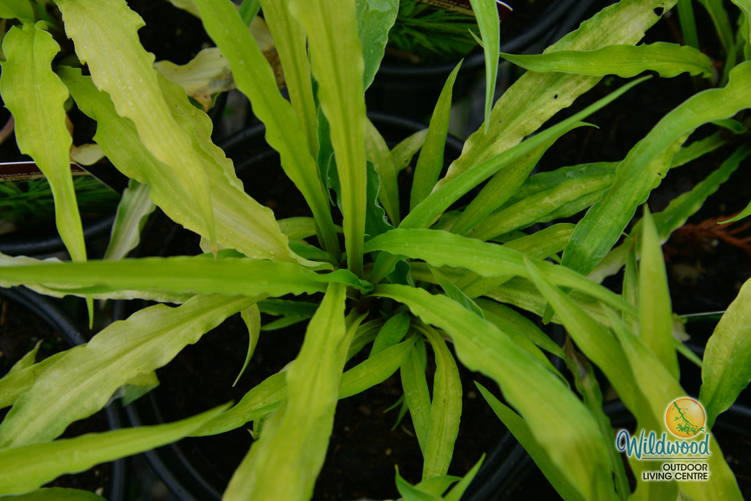 Hosta - Curly Fries, 1 Pack