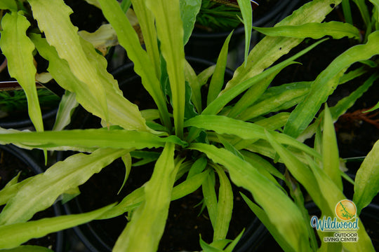 Hosta - Curly Fries, 1 Pack