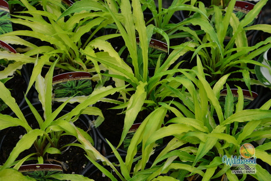 Hosta - Curly Fries, 1 Pack