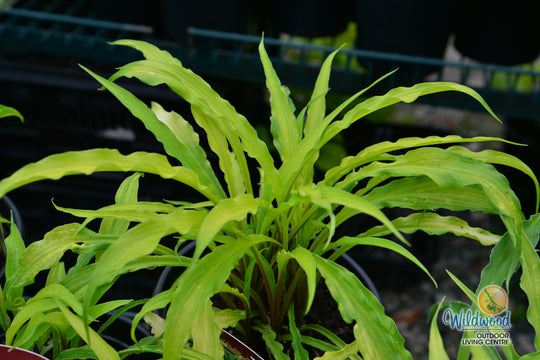 Hosta - Curly Fries, 1 Pack