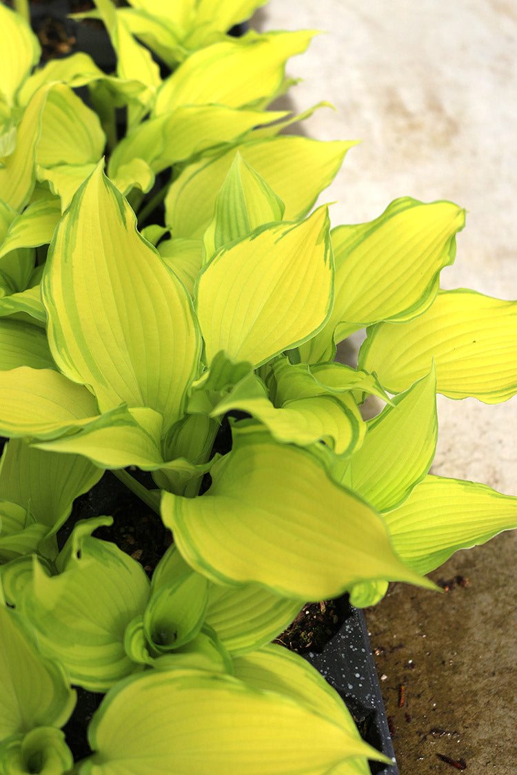 Hosta - Dancing Darling, 1 Pack