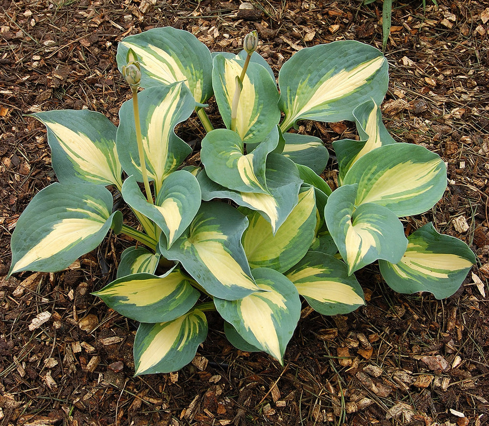 Hosta - Dream Queen, 1 Pack
