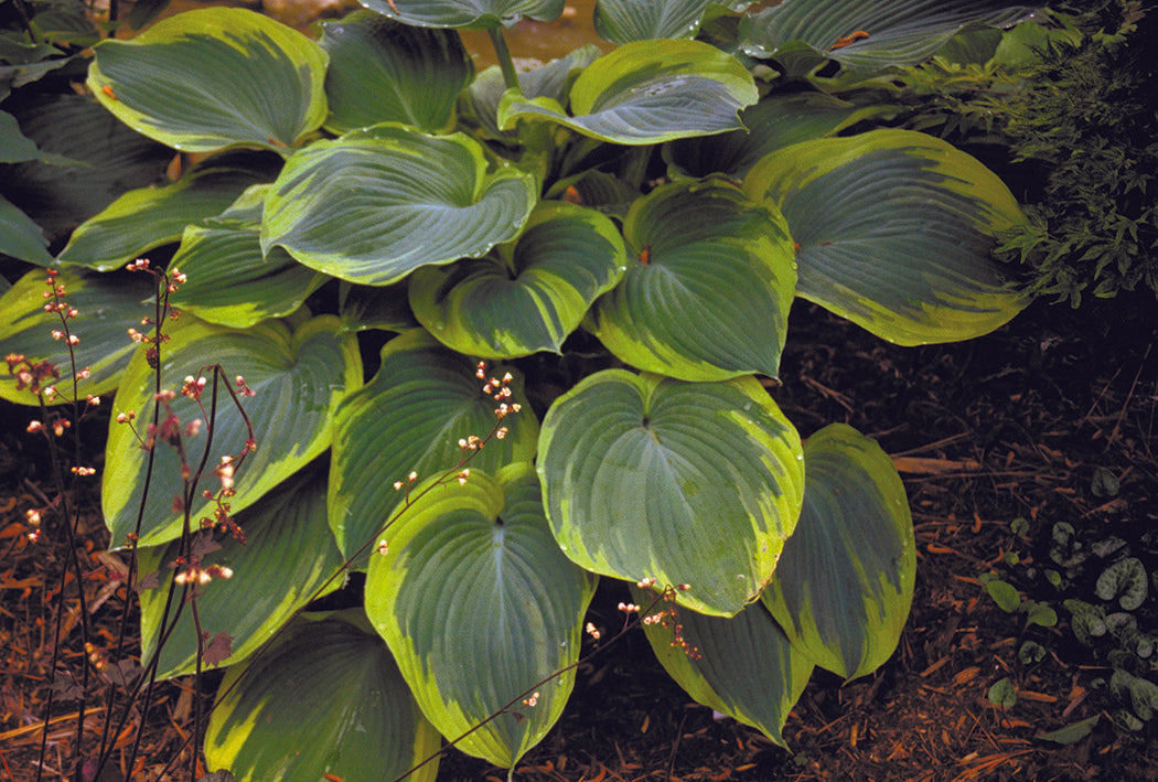 Hosta - Earth Angel, 1 Pack