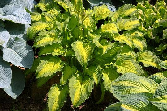 Hosta - Emerald Ruff Cut, 1 Pack