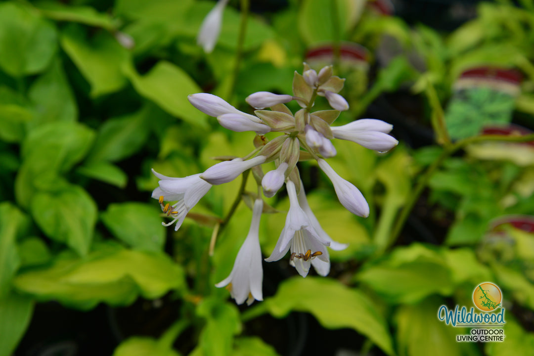 Hosta - Emerald Ruff Cut, 1 Pack