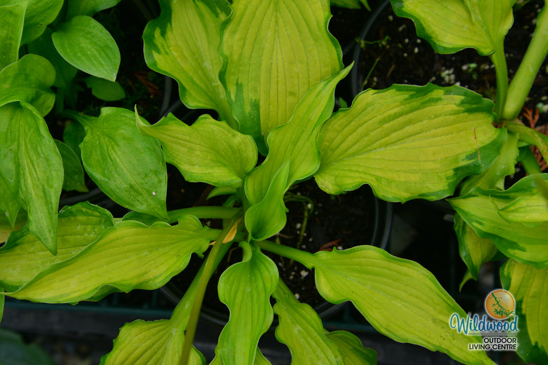 Hosta - Emerald Ruff Cut, 1 Pack