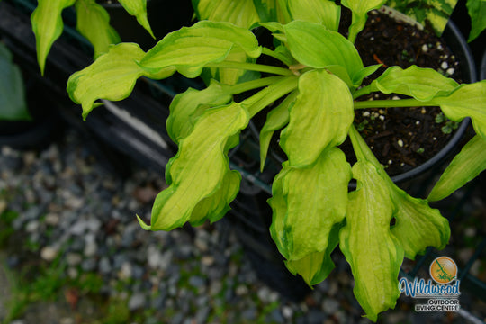 Hosta - Emerald Ruff Cut, 1 Pack