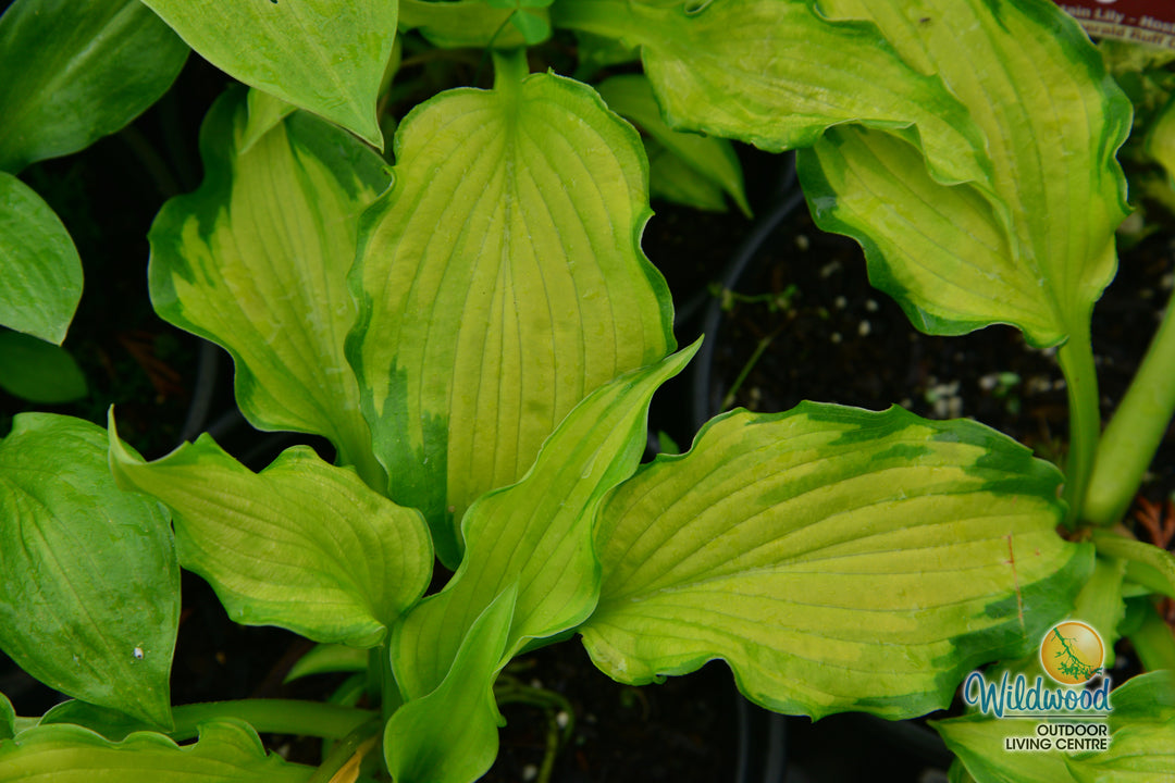Hosta - Emerald Ruff Cut, 1 Pack