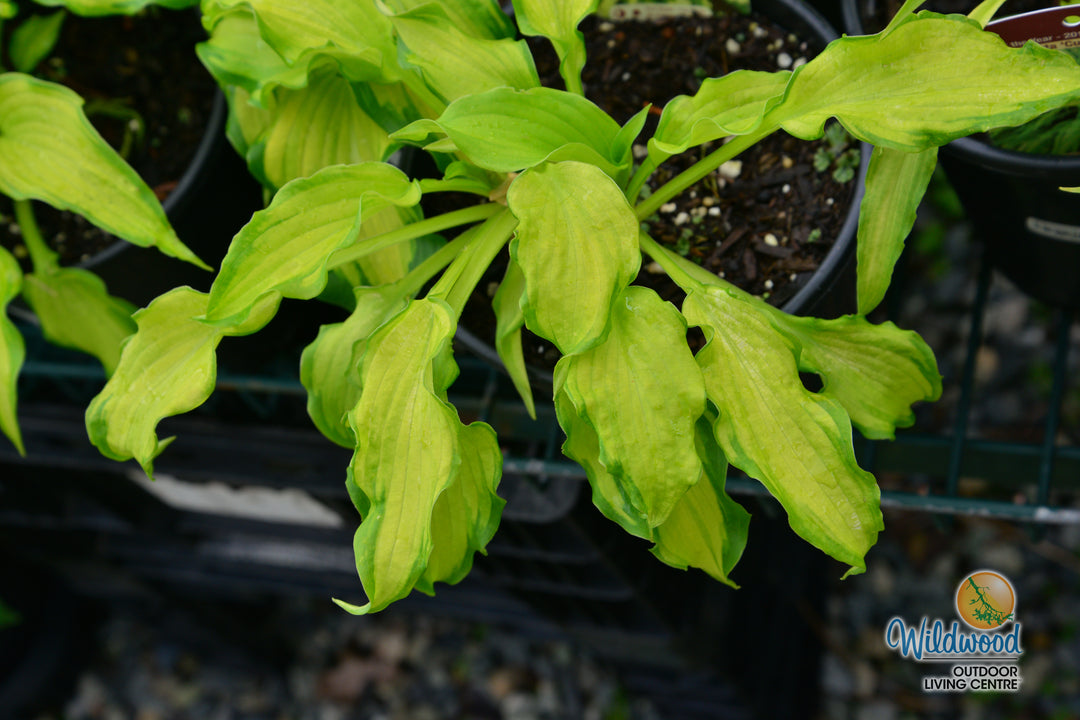 Hosta - Emerald Ruff Cut, 1 Pack