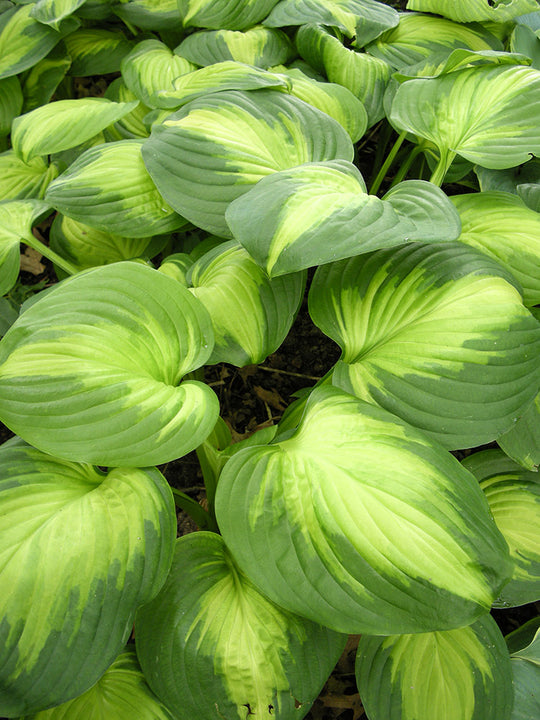 Hosta - Enchiladas, 1 Pack