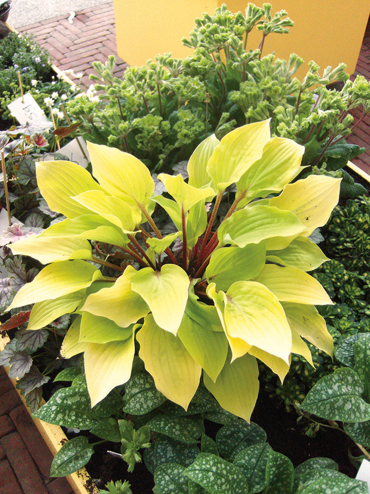 Hosta - Fire Island, 1 Pack
