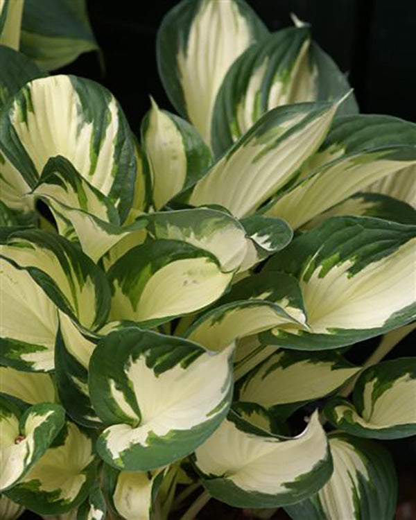 Hosta - Fire and Ice, 1 Pack