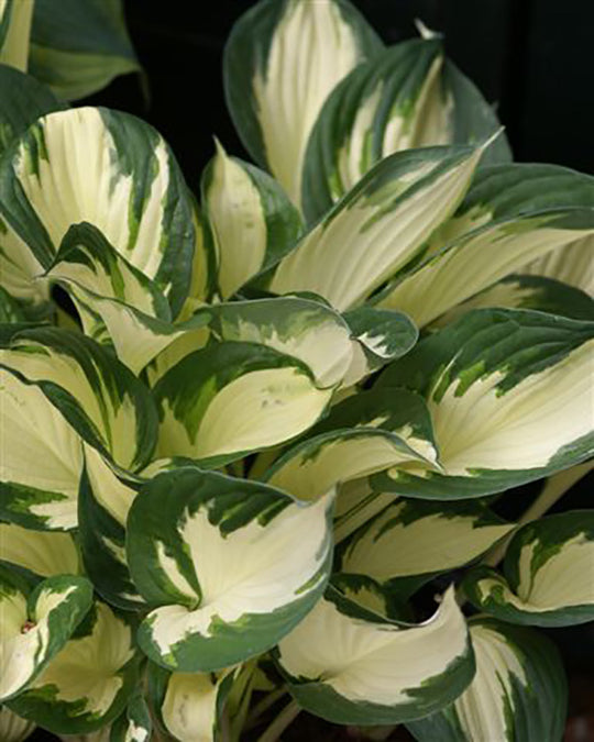 Hosta - Fire and Ice, 1 Pack
