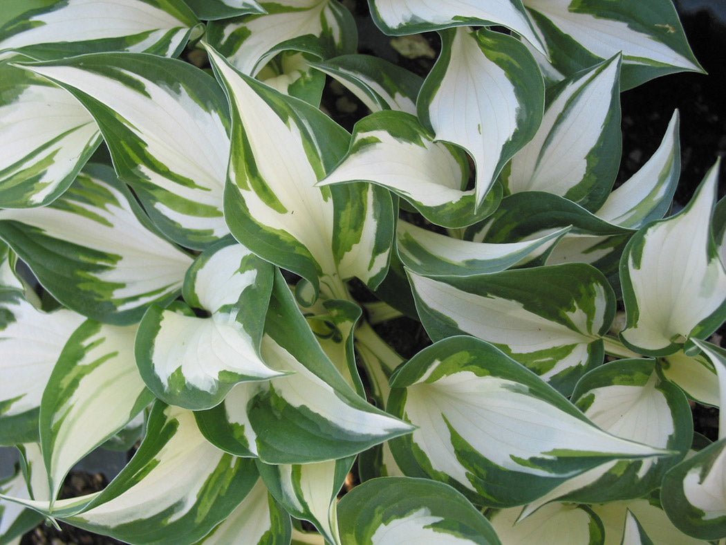 Hosta - Fire and Ice, 1 Pack