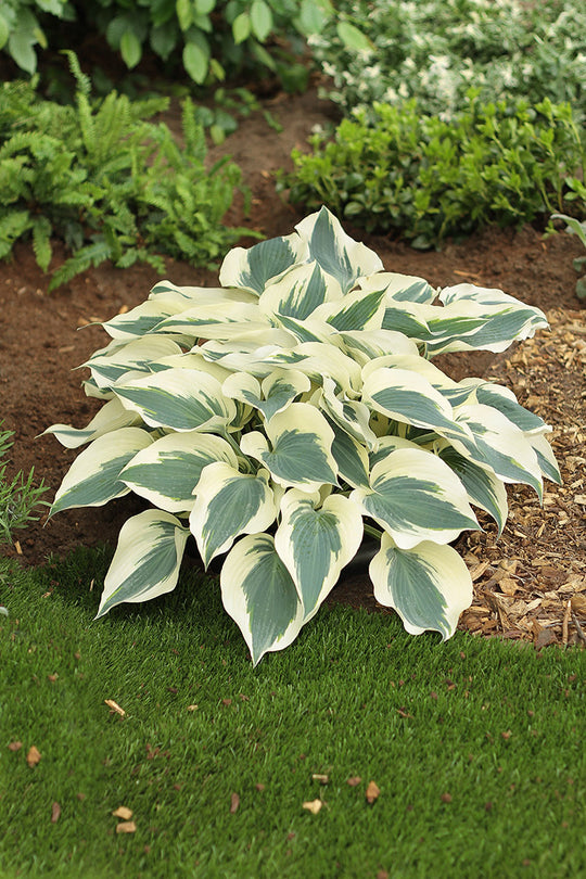 Hosta - Firn Line, 1 Pack