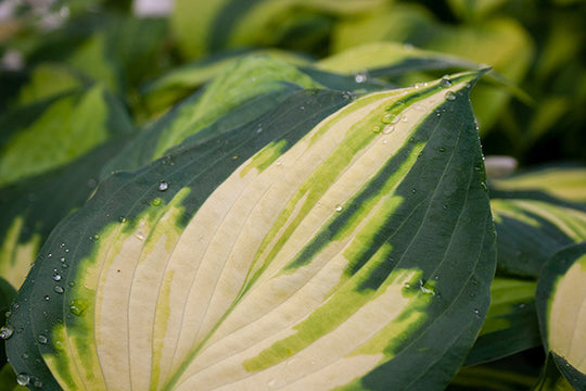 Hosta - Forbidden Fruit, 1 Pack
