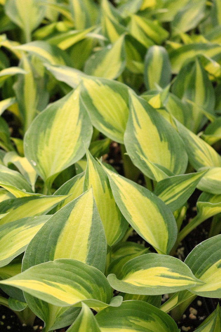Hosta - Forbidden Fruit, 1 Pack