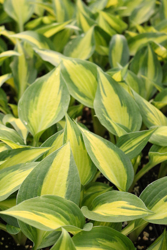 Hosta - Forbidden Fruit, 1 Pack