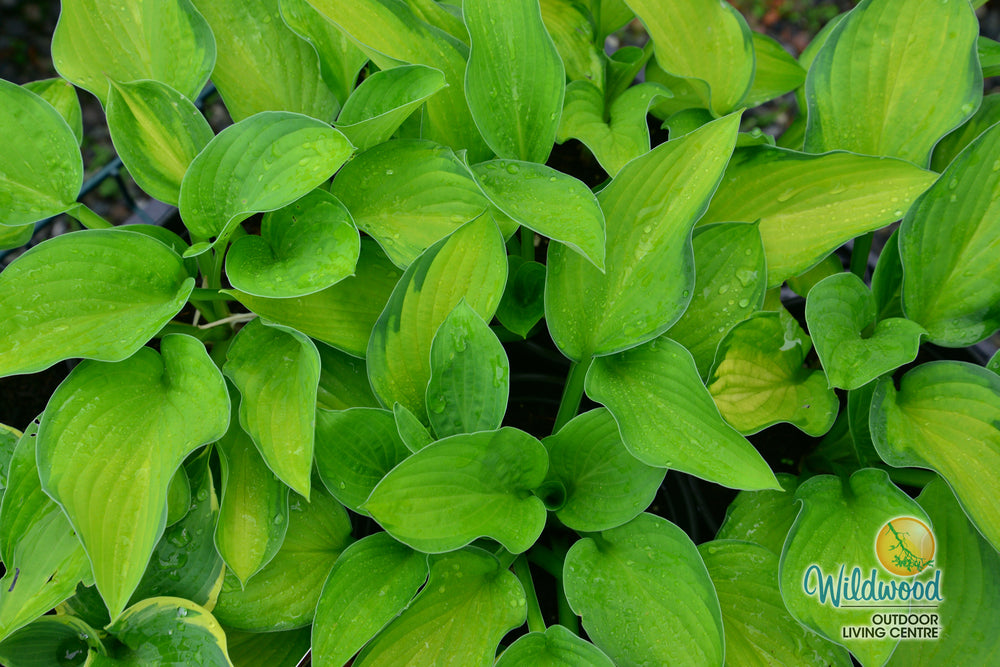 Hosta - Gold Standard, 1 Pack