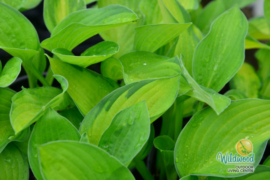 Hosta - Gold Standard, 1 Pack