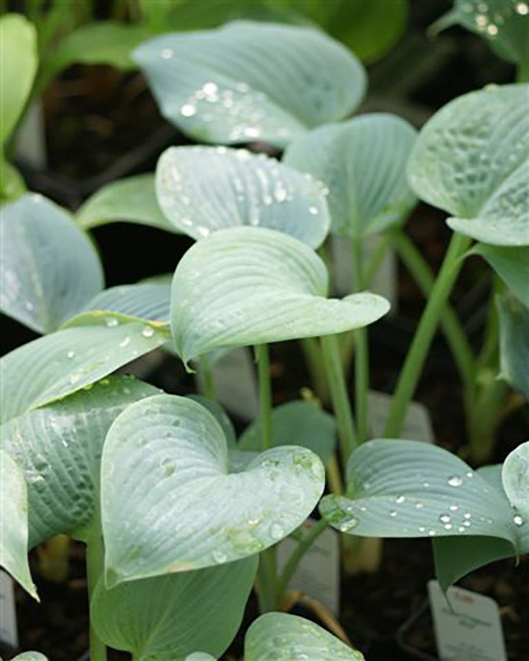 Hosta - Fragrant Blue, 1 Pack