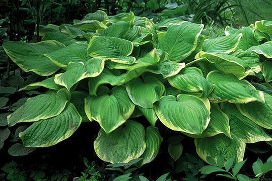 Hosta - Fragrant Bouquet, 1 Pack
