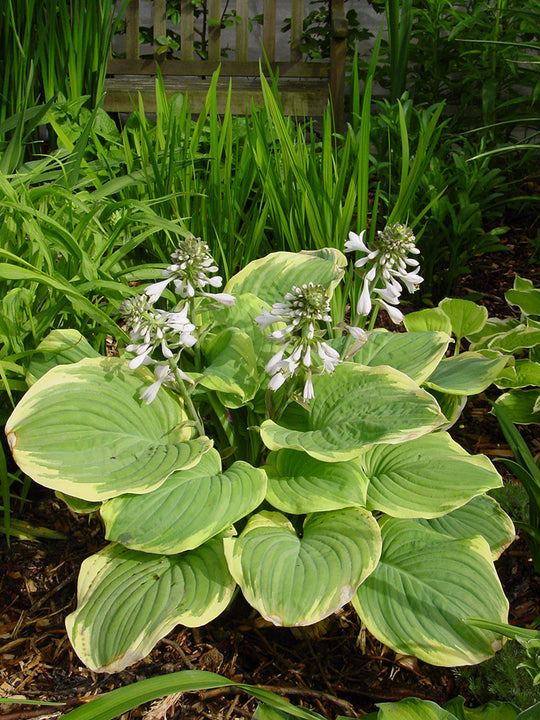Hosta - Fragrant Bouquet, 1 Pack
