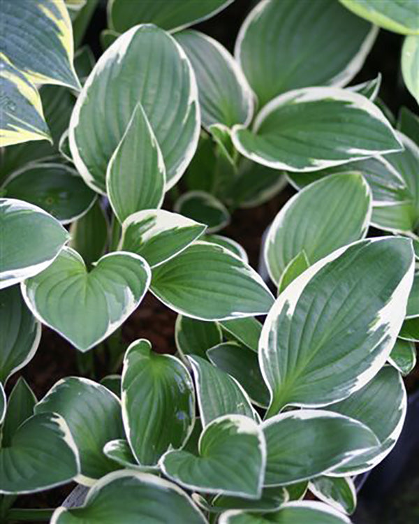 Hosta - Francee, 1 Pack