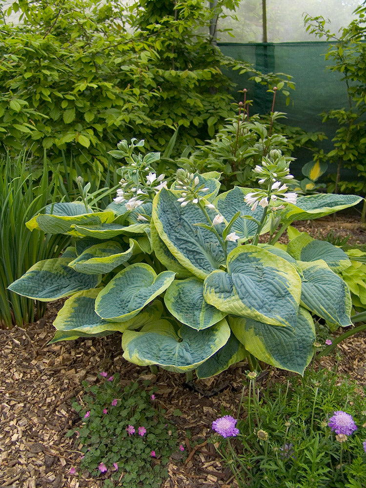 Hosta - Frances Williams, 1 Pack