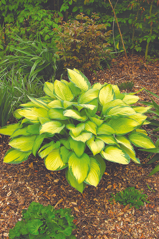 Hosta - Gold Standard, 1 Pack