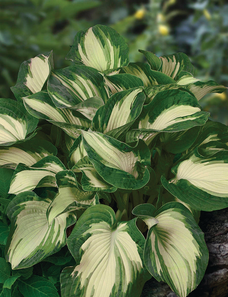 Hosta - Golden Meadows, 1 Pack