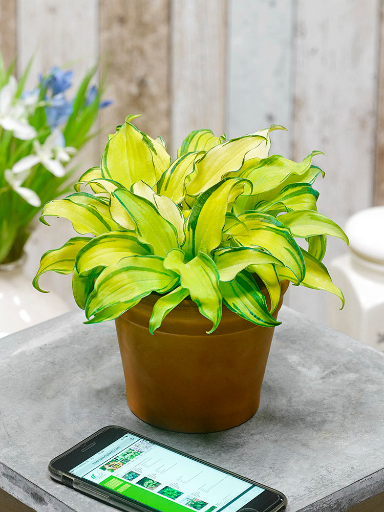 Hosta - Gravity Rocks, 1 Pack