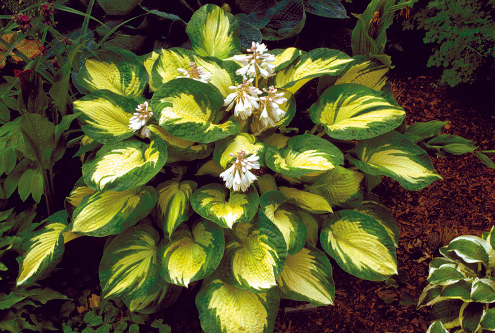 Hosta - Great Expectations, 1 Pack