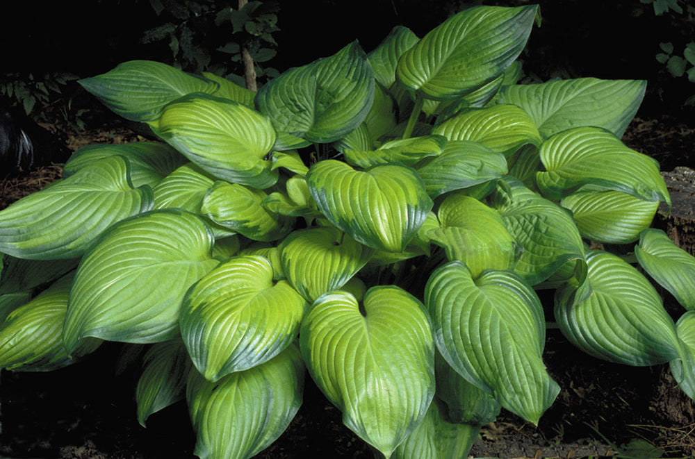 Hosta - Guacamole, 1 Pack