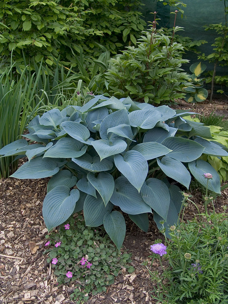Hosta - Halcyon, 1 Pack